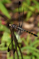 210727_04817_A7RIV A Male Dragonfly, Potamarcha congener, in the Virginia Gardens
