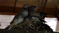 180611_2723_EOS M5 A Crowded Nest of Eastern Phoebe Fledglings Under the Boathouse Roof at Teatown Lake