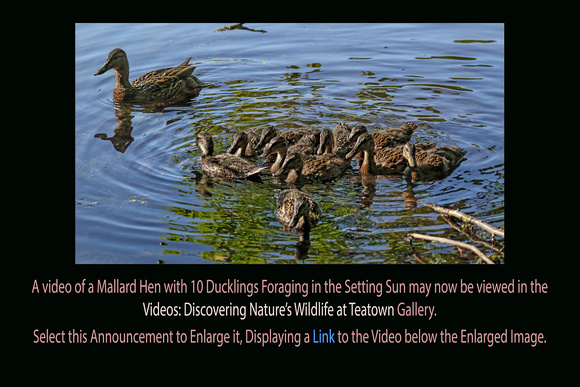 Jun 11, 2018: Video of a Mallard Hen with 10 Ducklings