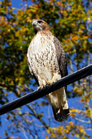 231023_09547_A7RIV A Red-tailed Hawk, Buteo jamaicensis, Visits Our Autumn 2023 Gardens