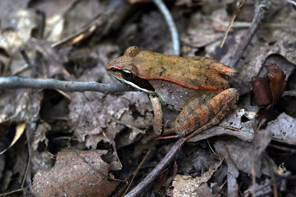 180906_3067_EOS M5 A Wood Frog, Lithobates sylvaticus, at Westmoreland Sanctuary