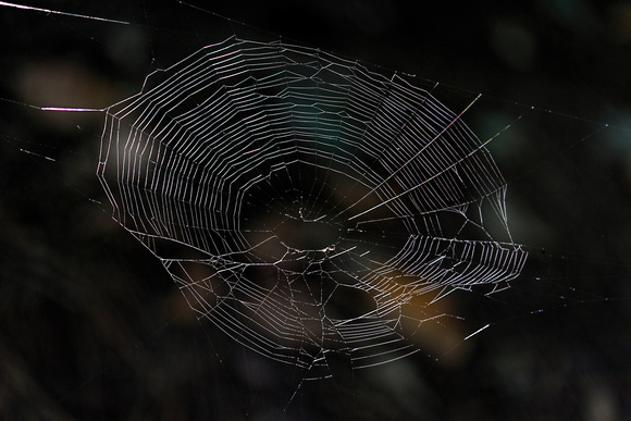 180929_3201_EOS M5 An Orb Weaver's Creation at Westmoreland Sanctuary