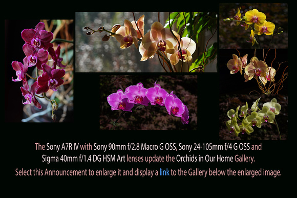 Jul 07 to Oct 14, 2021: Orchids in Our Home
