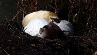 190328_4186_EOS M5 A Mute Swan Pen Cares for Her Eggs in Spring 2019 at Teatown Lake