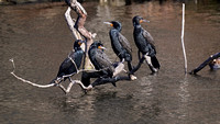 190401_4271_EOS M5 Double Crested Cormorants on Swan Lake at Rockefeller Preserve