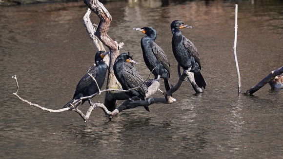 190401_4271_EOS M5 Double Crested Cormorants on Swan Lake at Rockefeller Preserve