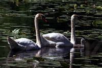 190524_4692_EOS M5 A 12 Day Old Mute Swan Cygnet Leads Its Parents in Exploring Teatown Lake