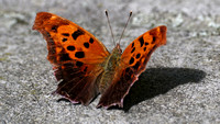 190524_4706_EOS M5 A Question Mark Butterfly, Polygonia interrogationis, Takes Flight at Teatown