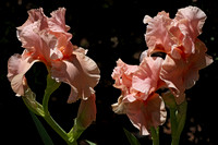 190527_4747_EOS M5 Irises in Our Spring Gardens