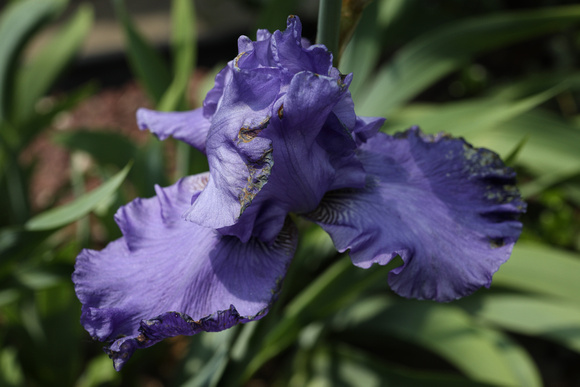 190601_4810_EOS M5 An Iris in Our Spring Gardens