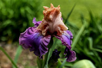 190529_4768_EOS M5 An Iris in Our Spring Gardens