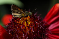 190605_4871_EOS M5 A Crossline Skipper is Attracted to an Arizona Red Shades Blanket Flower in Our Spring Gardens