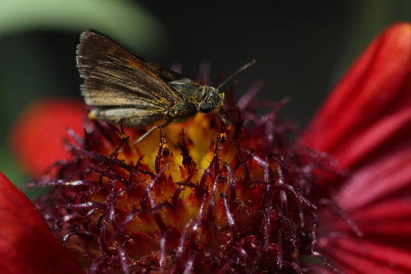 190605_4871_EOS M5 A Crossline Skipper is Attracted to an Arizona Red Shades Blanket Flower in Our Spring Gardens