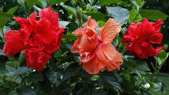 190609_4946_EOS M5 Double Petal Hibiscus Multi-colored Braided Topiary in Our Spring Gardens
