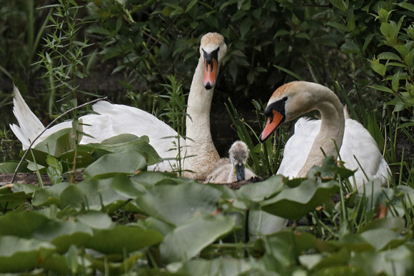 190613_5090_EOS M5 Teatown Lake's Pen and Cob Mute Swans with Their One Month Old Cygnet