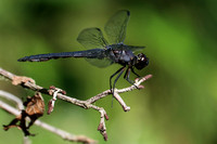 190701_5275_EOS M5 A Slaty Skimmer Dragonfly, Libellula insesta, on Teatown Lake