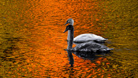 211101_05645_A7RIV Autumn Late Day Reflections on Swan Lake