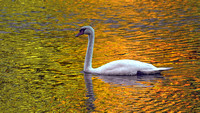 211101_05643_A7RIV Autumn Late Day Reflections on Swan Lake