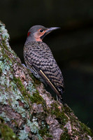 190727_5817_EOS M5 A Northern Flicker, Colaptes auratus, on a Tulip Tree in Our Summer Gardens