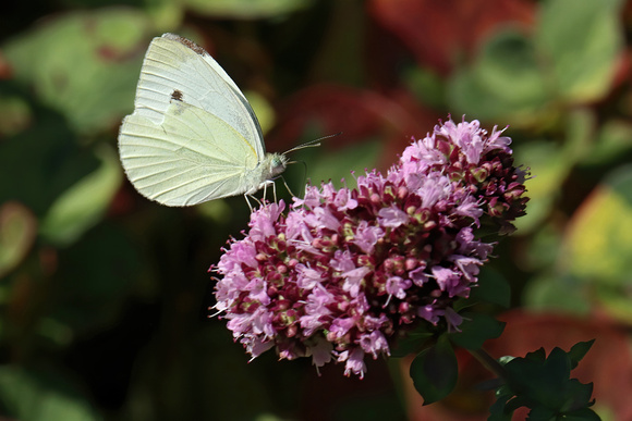 190822_6273_EOS M5 A Cabbage White Butterfly, Pieris rapae, on an Oregano Bloom in Our Herb Gardens