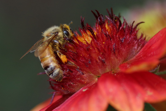 190824_6310_EOS M5 A Female Honey Bee on an Arizona Red Shades Blanket Flower, Gaillardia grandiflora, in Our Summer Gardens