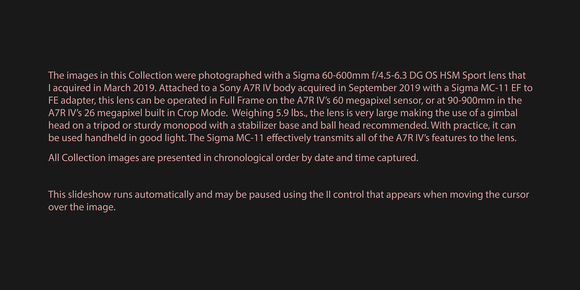 190312 Sigma 60-600mm f/4.5-6.3 DG OS HSM Sport on Sony A7R IV