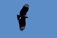 191023_00498_A7RIV A Black Vulture, Coragyps atratus, Hunts Above Bear Mountain