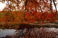 191030_00540_A7RIV Swan Lake at Rockefeller Preserve in a Light Autumn Rain