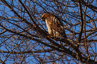 200115_01205_A7RIV A Red Tail Hawk Near Steamboat Waterfront on the Hudson River
