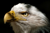 190917_6694_EOS M5 An American Bald Eagle Near the Appalachian Trail
