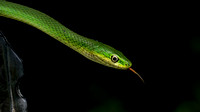 160711_1864_NX1 A Smooth Green Snake, Opheodrys vernalis, in the Virginia Gardens