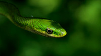 160711_1872_NX1 A Smooth Green Snake, Opheodrys vernalis, in the Virginia Gardens