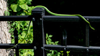 160711_1863_NX1 A Smooth Green Snake, Opheodrys vernalis, in the Virginia Gardens