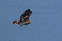 171004_1402_EOS M5 A Red Tailed Hawk Hunts Over the Hudson River Below Bear Mountain