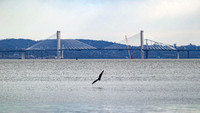 190318_3940_EOS M5 A Bald Eagle Hunts Near the 3 Mile Long Mario Cuomo Bridge with Remnants of the Tappan Zee Bridge Seen from Croton Point