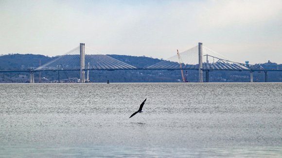 190318_3940_EOS M5 A Bald Eagle Hunts Near the 3 Mile Long Mario Cuomo Bridge with Remnants of the Tappan Zee Bridge Seen from Croton Point