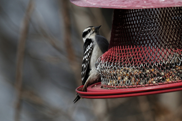 190314_3751_EOS M5 A Female Downy Woodpecker, Picoides pubescens, the Smallest of Its Species in North America at the Croton Point Nature Center