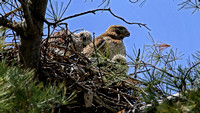 180508_2231_EOS M5 Two 3 Week Old Red Tailed Hawk Eyases with Their Mother in the Late Morning Sun at Croton Point