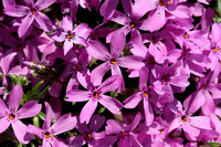 060415_0914_5D Hyacinth