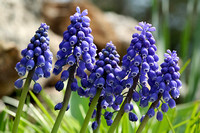 060415_0917_5D Grape Hyacinth