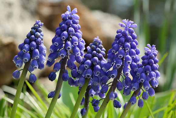 060415_0917_5D Grape Hyacinth