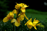 150730_0627_NX1 Yellow Canna Lilies