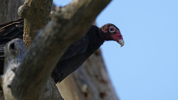 190406_4308_EOS M5 A Young Turkey Vulture, Cathartes aura, Peeks Out from its Roost at Croton Point