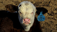 150411_2835_SX50 Two Week Old Calf at Hudson Pines