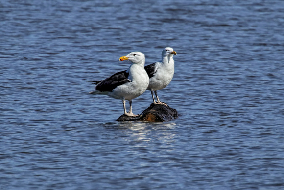 180227_1600_EOS M5 Herring Gulls on the Hudson River at Croton Point