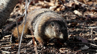 190406_4302_EOS M5 A Groundhog, Marmota monax, at Croton Point