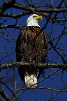 190204_3580_EOS M5 An American Bald Eagle at Croton Point