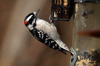 191115_00675_A7RIV A Male Downy Woodpecker, Picoides pubescens, at the Croton Point Nature Center