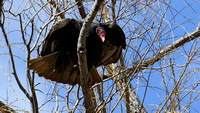 190318_3930_EOS M5 A Turkey Vulture, Cathartes aura, at Croton Point