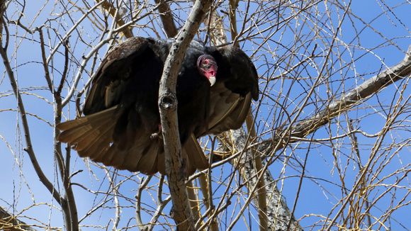 190318_3930_EOS M5 A Turkey Vulture, Cathartes aura, at Croton Point